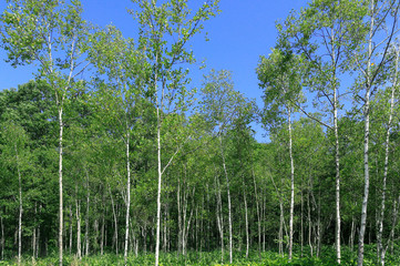 白樺の若い森
