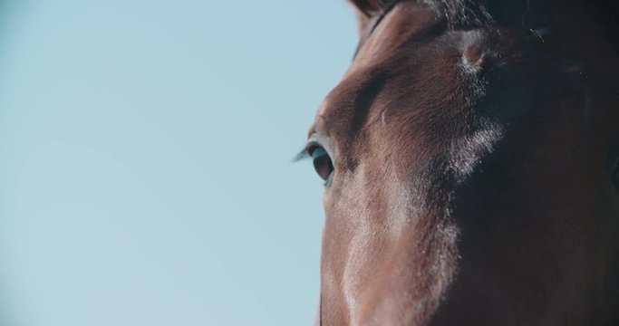 thoroughbred racing stallion horse close-up in slow motion