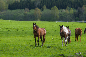 Horses grazing in the spring field
