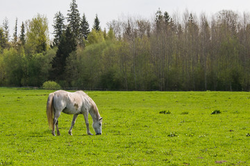 Obraz premium Horses grazing in the spring field