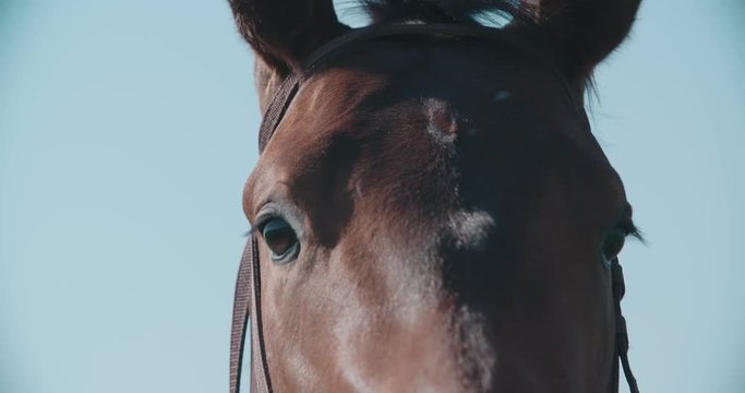 thoroughbred racing stallion horse close-up in slow motion