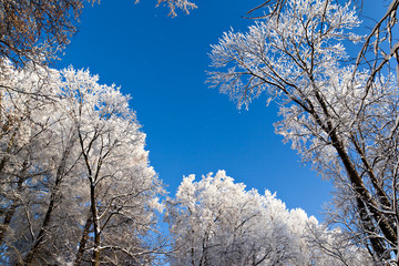 Frosted tree in frosty day against the blue sky