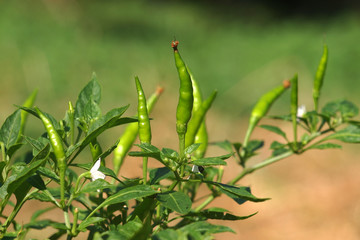 chilli