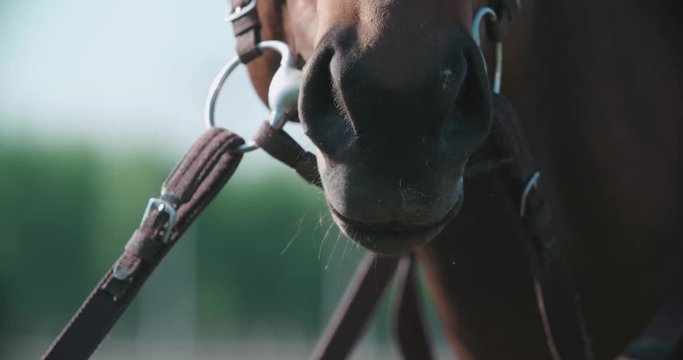 the muzzle and nostrils of the thoroughbred racing stallion horse close-up in slow motion breathing