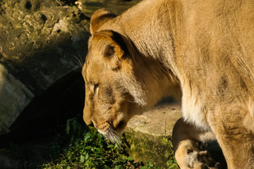 Naklejka na ściany i meble Lions sunbathing in the zoo