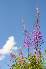 Полевые цветы на фоне неба летом.