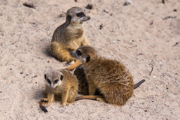 Meercat family in the zoo