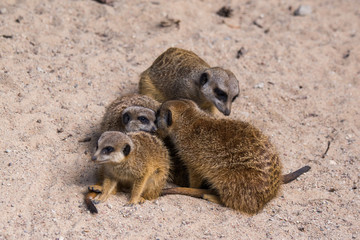 Obraz premium Meercat family in the zoo