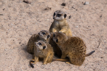 Fototapeta premium Meercat family in the zoo