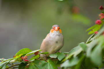 Finch on a tree