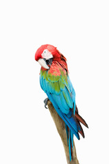 Scarlet macaw
