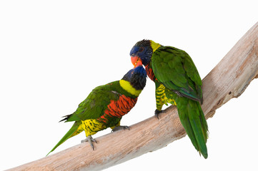 Pair of rainbow lorikeets