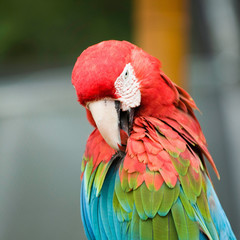 Portrait of a scarlet macaw