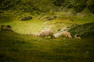 Sheep grazing in Carpathian mountains