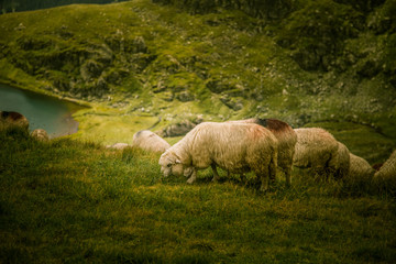 Fototapeta premium Sheep grazing in Carpathian mountains