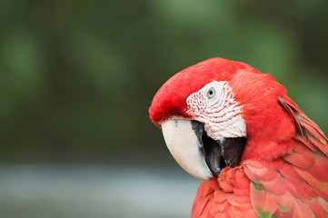 Red Ara parrot close up