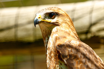 Brown Eagle
