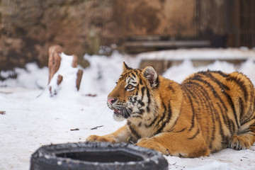 雪の上で遊ぶアムールトラの子供
