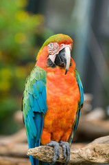 Scarlet Macaw Parrot