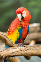 Young parrot posing
