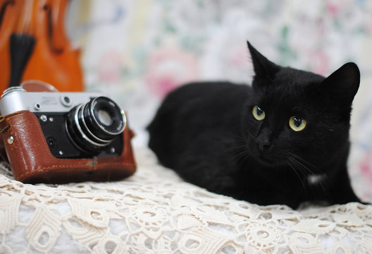 Black cat and retro photo camera