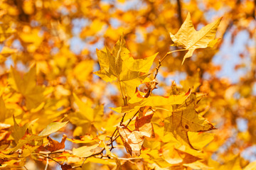 Fototapeta na wymiar yellow leaves in autumn