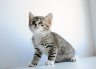 Little gray fluffy kitten on a light background