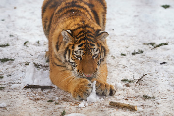 雪の上で遊ぶアムールトラの子供
