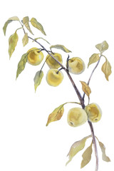 Obraz premium yellow apples branch watercolor isolated white
