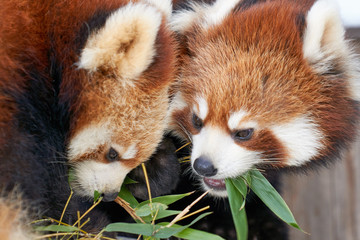 ササを食べるレッサーパンダ
