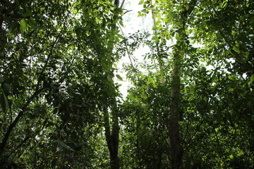green rainforest with sunlight through