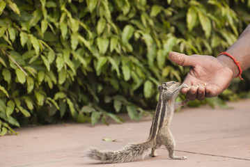 Tourist guide feeds a squirrel in Agra fort India