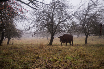 Fototapeta premium Cows grazing in an old orchard in the misty autumn day