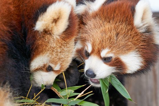 ササを食べるレッサーパンダ
