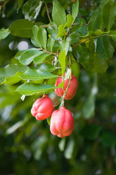 Ackee Fruit