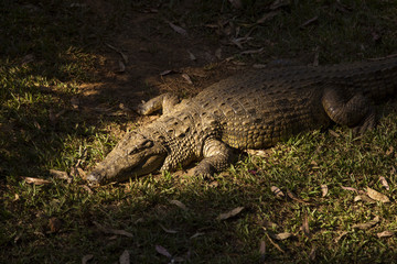 Portrait Madagascar Crocodile, Crocodylus niloticus madagascariensis, Madagascar
