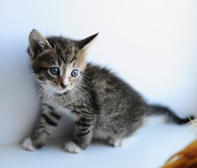 Fototapeta na wymiar Little gray fluffy kitten on a light background
