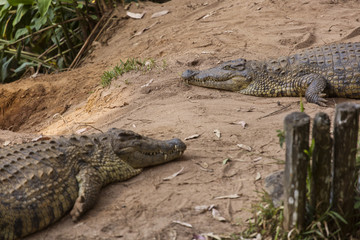 Portrait Madagascar Crocodile, Crocodylus niloticus madagascariensis, Madagascar