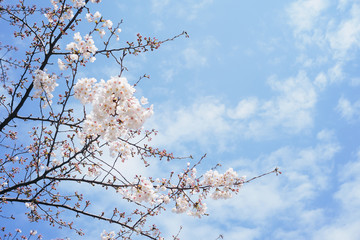 Branch of white Cherry Blossoms.
