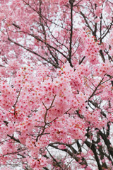 Cherry blossoms flower