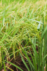 Rice spike in the field.