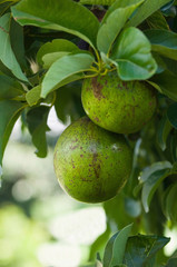 Obraz premium Ripe avocados