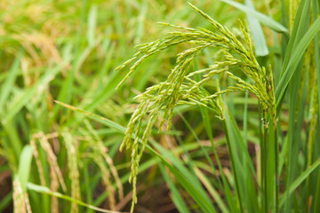 Rice spike in the field.