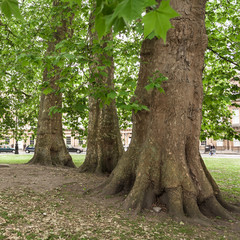 Public park with old trees. The Circus,  Bath, Somerset, UK