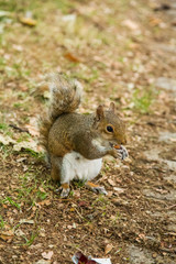 Naklejka na ściany i meble A beautiful squirrel in a London park