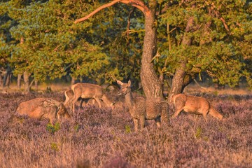 Couple of red deers with does and buck on moorland on National Park Hoge Veluwe in September.