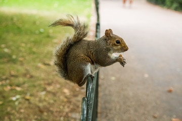 A beautiful squirrel in a London park
