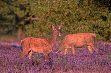 Couple of red deers with does and buck on moorland on National Park Hoge Veluwe in September.