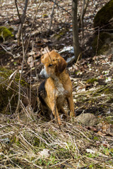 A beautiful portrait of a happy dog