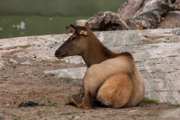 A beautiful portrait of a goat in the zoo